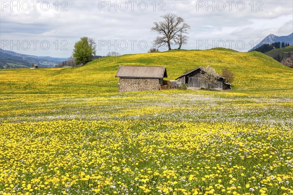 Landscape with flowering common dandelion