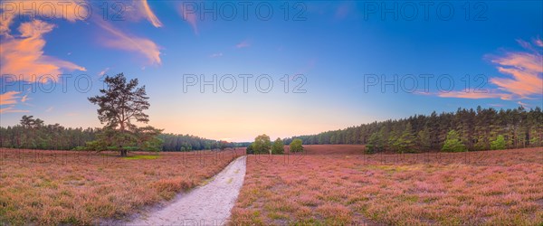 Evening atmosphere of a heath in the southern heath near Hermannsburg