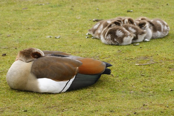 Egyptian Goose