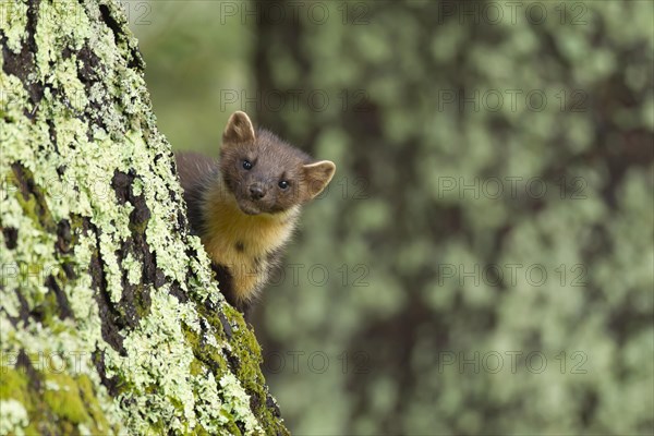 Pine marten