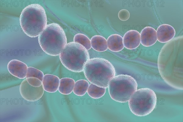 Illustration of streptococci are spherical bacteria that typically arrange themselves in chains or pairs