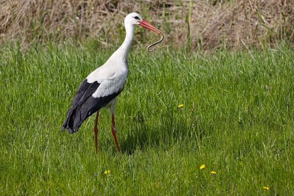 White stork