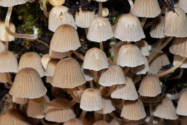 Seeded tintling some fruiting bodies with brown caps and stems next to each other on tree trunk