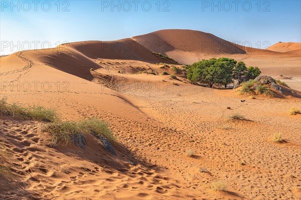 Red Sand Dunes