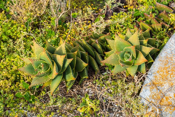 Aloe distans