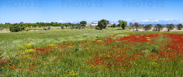 Olive trees in flowering meadow