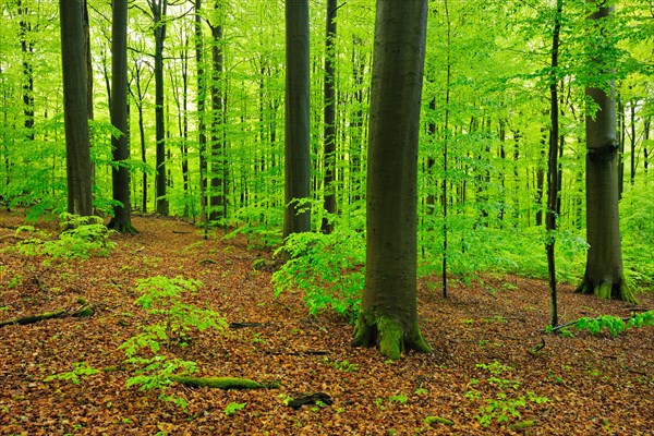 Huge old beech trees in spring