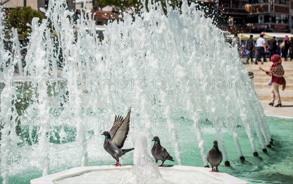 City pigeon by the side of water at a fountain