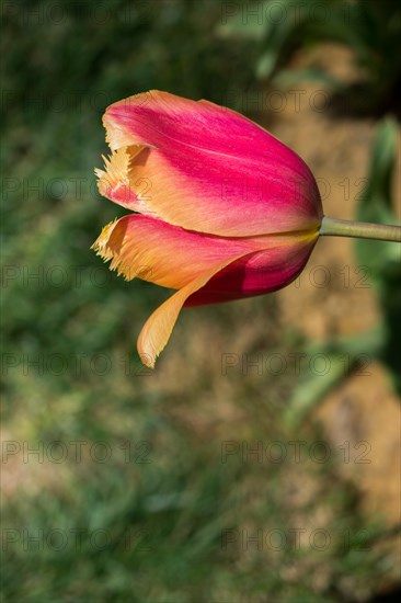 Colorful single tulip flower bloom in the spring garden