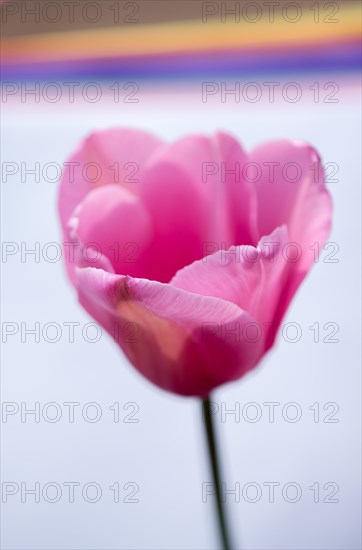 Colorful tulip flower bloom with a colorful background