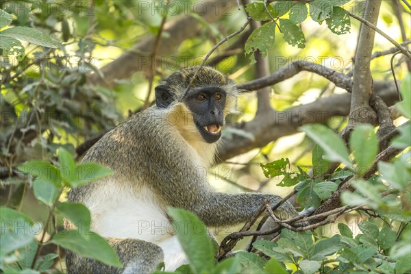 Western green monkey