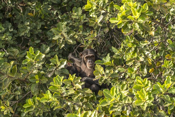 Female chimpanzee suckling her young