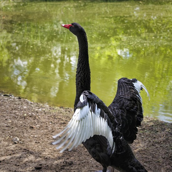 Black swan