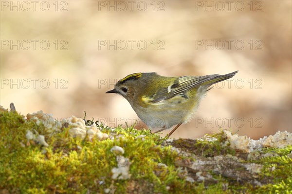 Winter Goldcrest