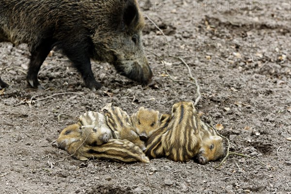 Wild boar