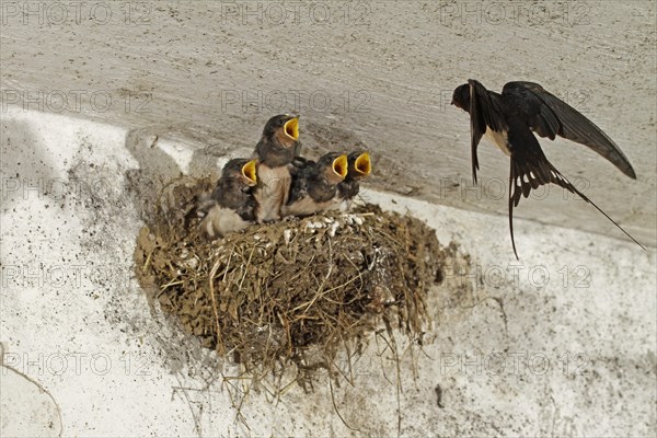 Barn swallow