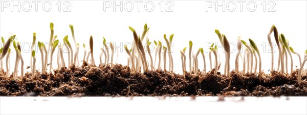 Seamless tileable cross section row of budding sprouts of new growth out of soil on a white background