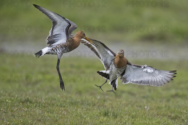 Black-tailed godwits