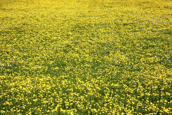 Meadow of flowering dandelion