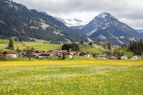 Landscape with flowering common dandelion