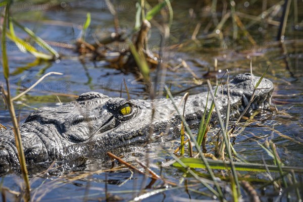 Nile crocodile