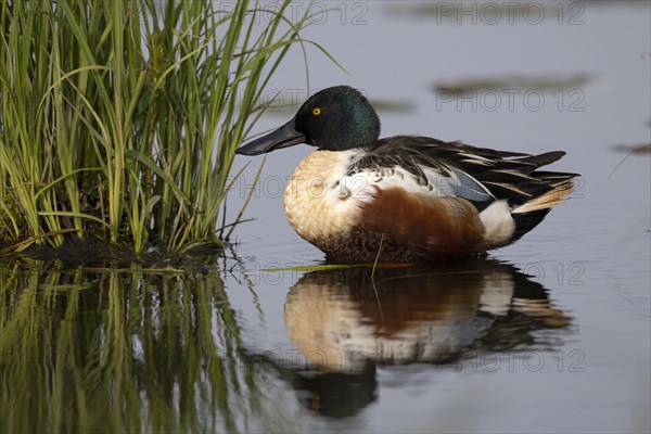 Northern shoveler