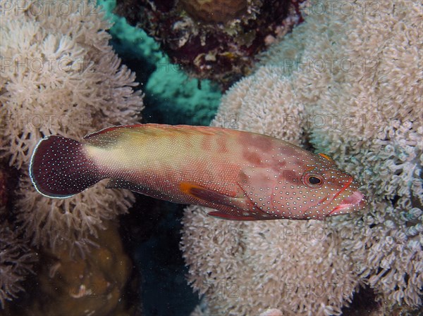 Yellowfin hind