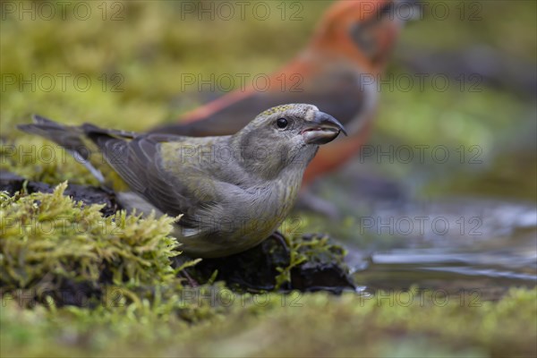 Common crossbill