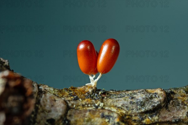 Lion fruit three fruiting bodies with white stems and club-shaped reddish-brown fruit capsules next to each other on tree trunk against blue sky