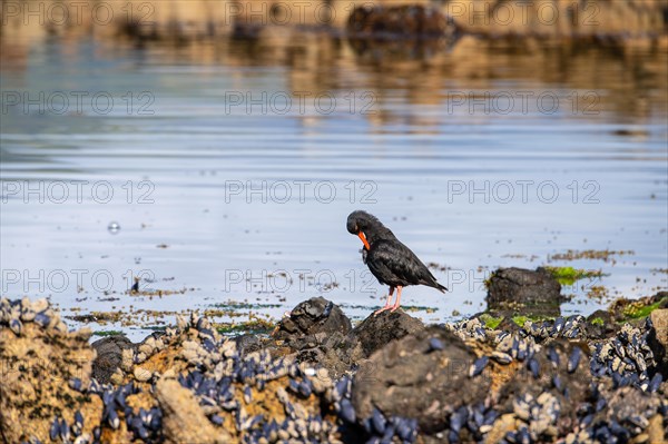 Variable oystercatcher