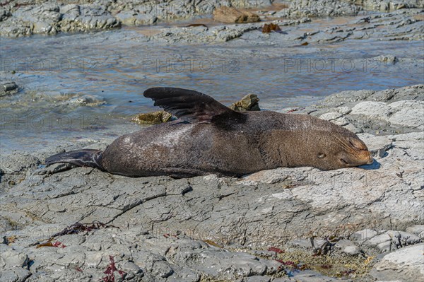 New Zealand fur seal