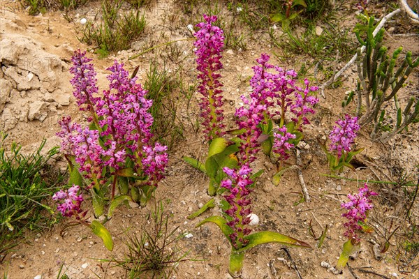 Cape Columbine Nature Reserve