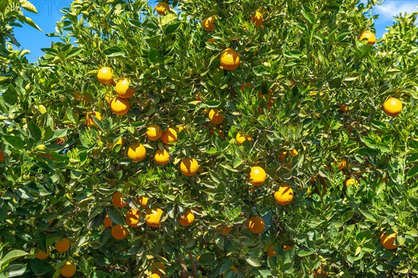 Orange plantation