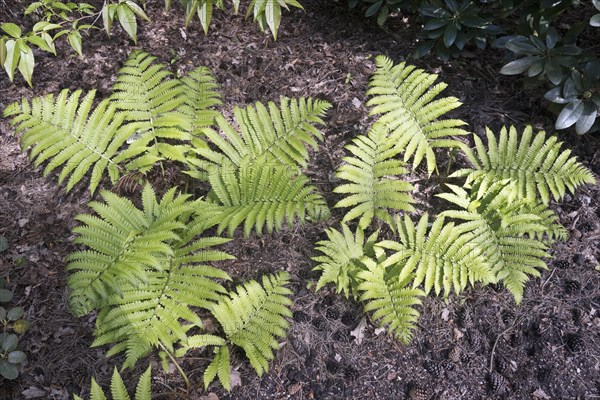 Nepal black scale fern