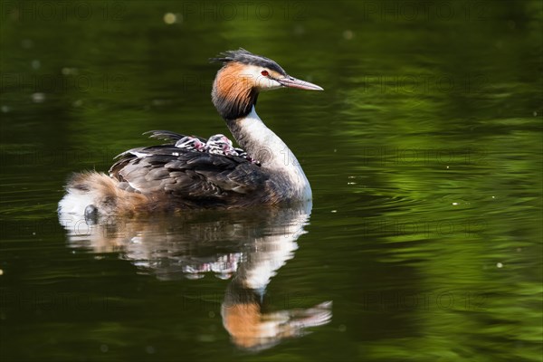 Great Crested Grebe