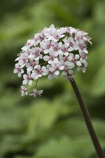 Indian rhubarb