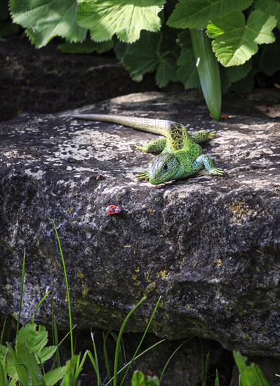 A sand lizard standing in front of a beetle