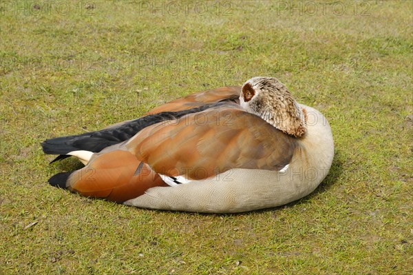 Egyptian Goose