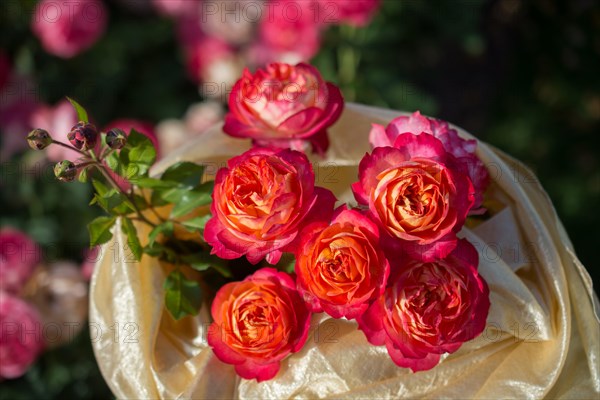 Blooming beautiful bunch of roses in spring garden