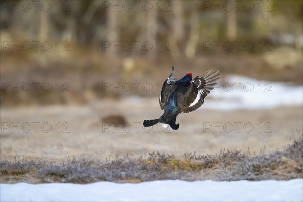 Black grouse