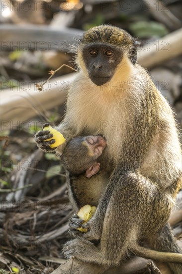 Female western green monkey