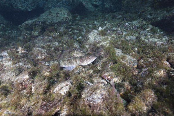 Atlantic lizardfish