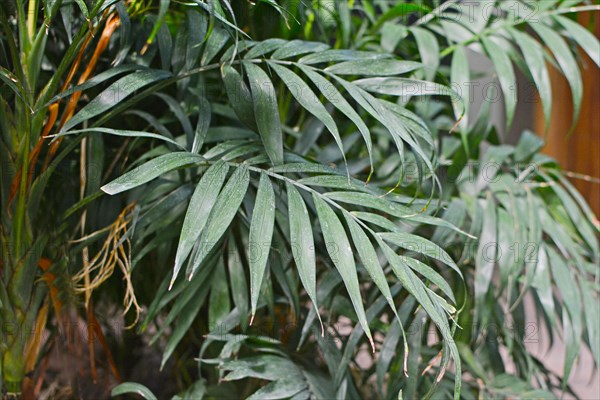 Leaves of a bamboo palm Chamaedorea Seifrizii plant