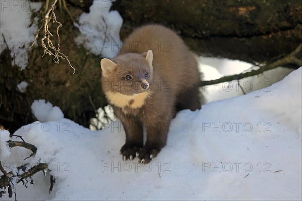 European pine marten