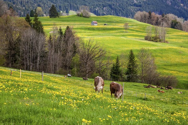 Landscape with flowering dandelion meadow and cows