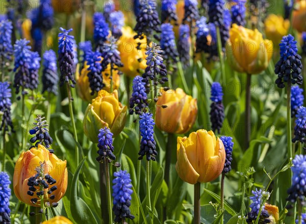 Yellow tulips and blue grape hyacinth in a bed in the park