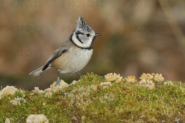 Crested Tit