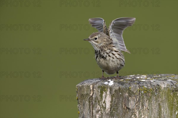 Meadow pipit