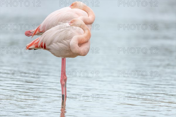 Greater Flamingo