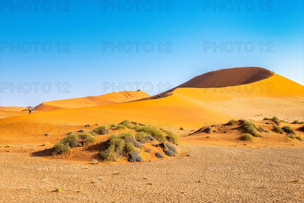 Red Sand Dunes